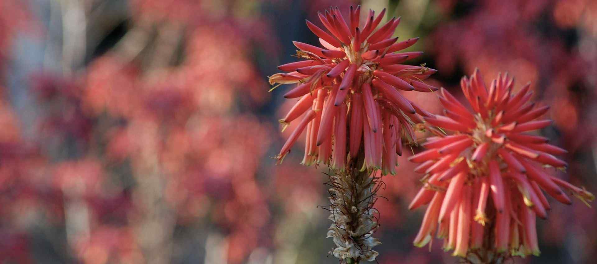 aloe verde arborescens