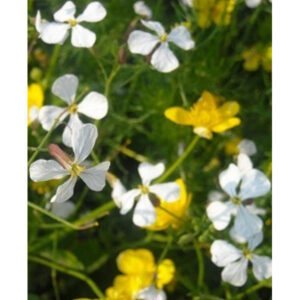 Sommità fiorite di Achillea Specchiasol, pianta officinale