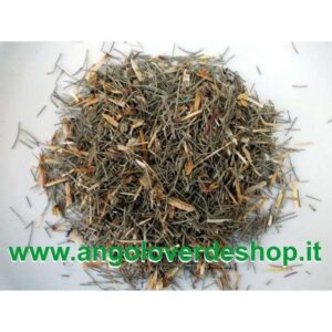 Equiseto pianta officinale con fusti verdi eretti e verticilli