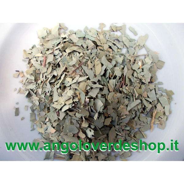 Foglie di eucalipto bianche-argentate su sfondo naturale