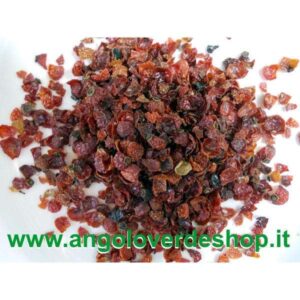 Rosa canina arbusto con rami spinosi e foglie verdi